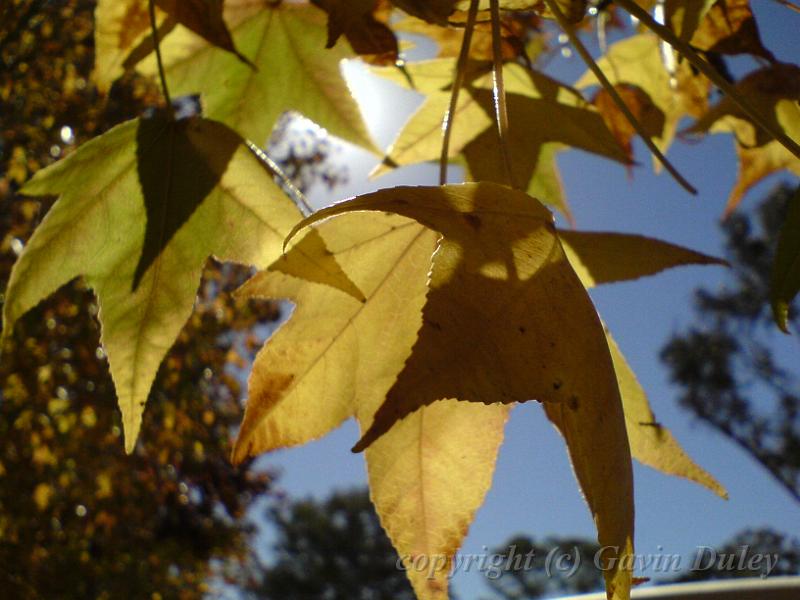 Autumn, Elm Avenue, Univesity of New England DSC00541.JPG